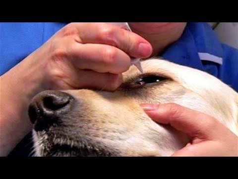 how to apply otomax ointment for dogs